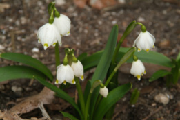 Leucojum vernumLenteklokje bestellen